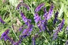 Vicia villosa