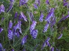 Vicia villosa