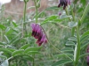 Vicia villosa