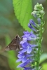 Flowers on a spike with 5 lobes
