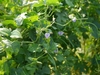 Dense foliage of trifoliolate leaves and long beans.