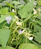 Flowers and long beans against the foliage of the plant.