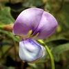 Close-up of a pinkish purple pea flower