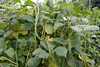 Vine bearing long beans and trifoliolate leaves