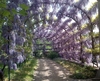 A long arching pergola with hanging clusters of flowers.
