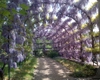 Vilmorin Wisteria sinensis