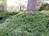Vinca minor