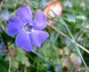 Vinca minor
