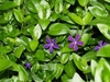 Vinca major