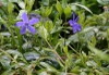 Vinca minor
