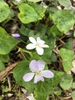 white violets