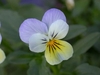Violet and yellow multicolored flower