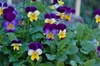 Purple and yellow multicolored flowers