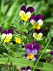 Purple and yellow multicolored flower