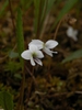 Viola lanceolata