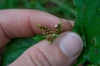 Capsule split open with seeds