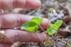 Viola Renifolia