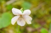 Viola Renifolia