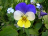 Viola tricolor flower.