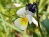 Viola Arvensis