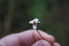 Viola blanda