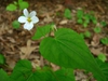 Viola canadensis