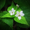 Viola canadensis