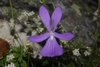 purple violet flower with two narrow upper petals.
