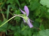 purple violet flower with narrow nectar spur.
