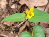 Yellow violet flower subtended by green, triangular leaves.