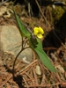 Viola Hastata