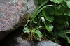 Viola macloskeyi