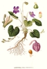 Botanical Illustration