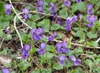 Multiple Plants