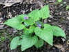 Viola papilionacea