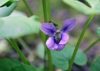 Viola papilionacea