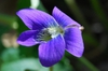Viola papilionacea