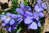 Viola pedata