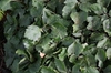 Viola pedata