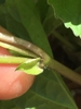 Stem