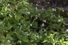 Viola striata