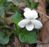 Viola striata