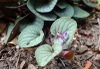 Viola walteri