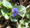 Viola walteri