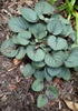 Viola walteri