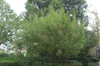 Vitex agnus-castus 'Shoal Creek'