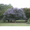 Vitex agnus-castus "Shoal Creek'