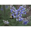 Vitex agnus-castus "Shoal Creek'