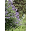 Vitex agnus-castus "Shoal Creek'