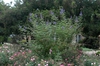 Vitex agnus castus 'Shoal Creek'